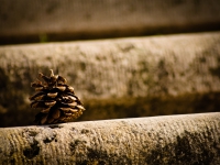 parcul carol (5)