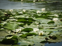 Water Lily