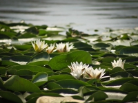 Water Lily