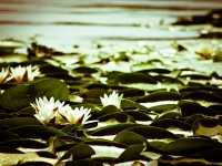 Water Lily