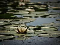 Water Lily