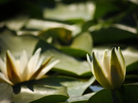 Water Lily