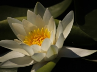 Water Lily