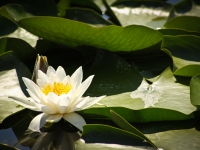 Water Lily