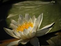 Water Lily