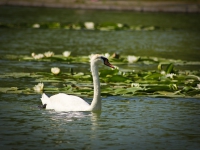 Water Lily