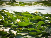 Water Lily