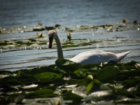 Water Lily