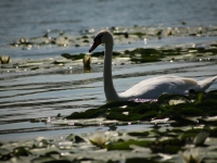 Water Lily