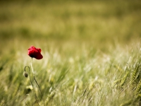 Wheat and Poppies