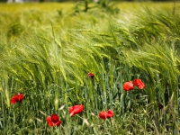 Wheat and Poppies