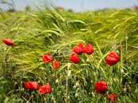 Wheat and Poppies