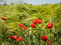 Wheat and Poppies