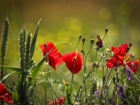 Wheat and Poppies