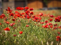 Wheat and Poppies