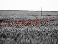 Wheat and Poppies