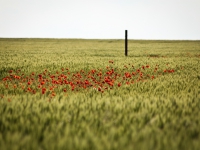 Wheat and Poppies